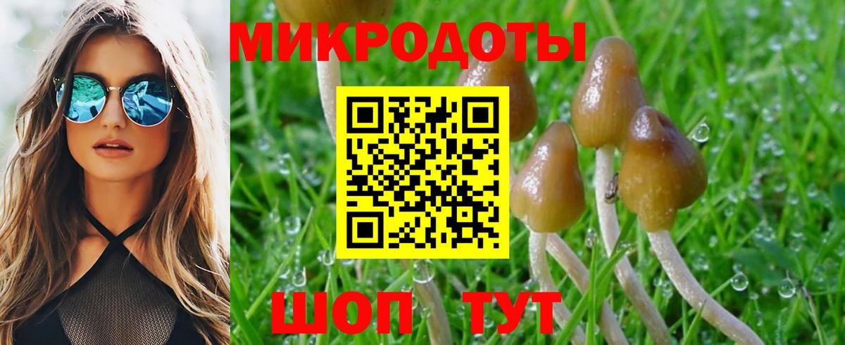 Галлюциногенные грибы Psilocybe Майкоп